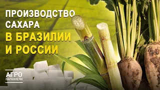 Как в Бразилии и РФ выращивают «короля и королеву» полей? Агропараллели. Выпуск №2