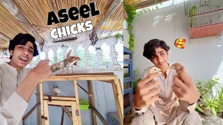 Aj Muft Main Aseel Chicks Mile☺️