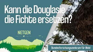 Kann die Douglasie die Fichte ersetzen?