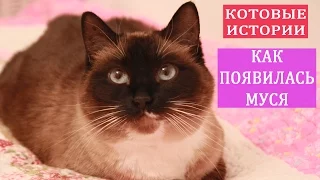 Котовые Истории Ирэн Влади. Как появилась МУСЯ.