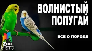 Волнистый попугай - Все о породе | Попугай породы - Волнистый