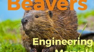 Beavers: Engineering Marvels