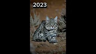 2023 Black-Footed Cat and 5000bce Black-Footed Cat ||mythical genius|| #viral #foryou #foryou