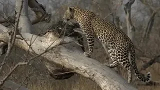 SafariLive Aug 4 - Leopards Hosana and Tlalamba are back!