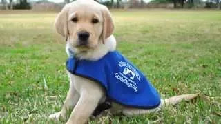 Southeastern Guide Dogs Airport Insider