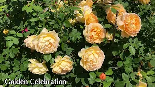 #English Rose Collection #Golden Celebration #David Austin Roses  моему экземпляру 5 лет