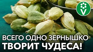 КАРДАМОН в каждый дом! Как кардамон поможет сохранить здоровье?