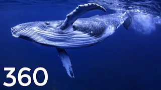 VR 360 Diving 🐟 Whale, Jellyfish & Turtles