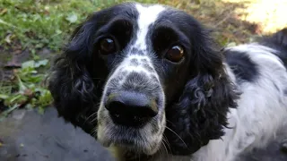 THE LAST HUNT. Russian hunting spaniel Gunya.