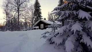 A year in the wilderness of Sweden |Timelapse