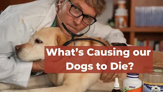 From Accidents to Illness: Top 10 Reasons Why Dogs Die and What You Can Do About It