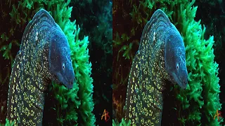 Underwater video of 2019 3D side by side