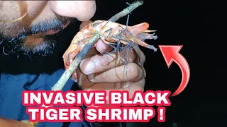 Catching Monster Mangrove Snapper & Invasive Triple Black Tiger Shrimp (Catch & Cook !!)