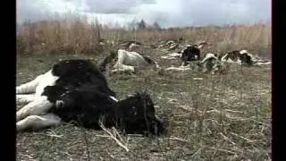В трупах коров под Кунашаком инфекции не обнаружено