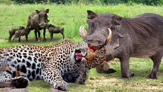 Race With Death! Warthog Dominated The Forest When He Bravely Killed Leopard To Protect His Baby