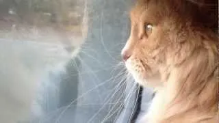 Maine Coon chirping at birds