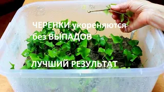 Посмотрите и сделайте так же!!!Размножение клематисов. Результат через 3 недели!!!