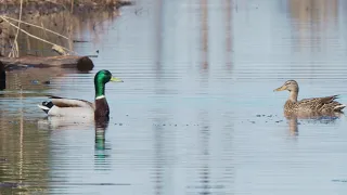 Mallard, Anas platyrhynchos