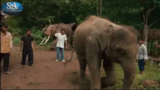 My Lucky Elephant Part 1