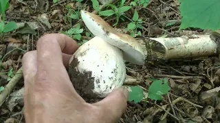 Дождались! БЕЛЫЕ ГРИБЫ пошли!) 31 Июля.We waited! PORCINI MUSHROOMS have gone!