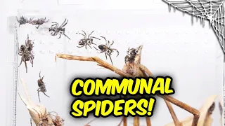 I got TRUE SPIDERS that are Truly COMMUNAL!