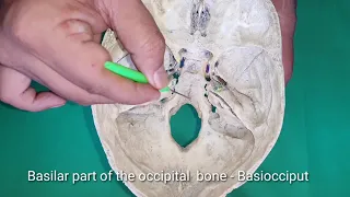 Interior of the Skull 3 - Posterior Cranial Fossa (Neuroanatomy)