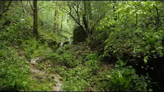 8 Hours of Rain Sound Relaxation / Rain in a Forest with a Gentle Stream