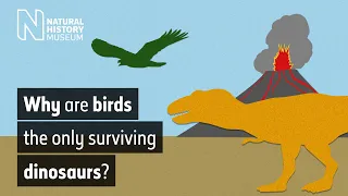 Why are birds the only surviving dinosaurs? | Natural History Museum
