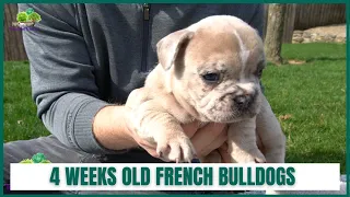 4 Weeks Old French bulldog Litter Update 7 April 2021