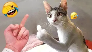 The Most Dramatic Dogs and cats are Waiting for You here!😁FUNNIEST Animal Videos 2024🤣🐶