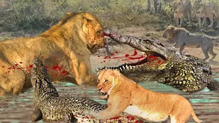 Extreme Fights Lion Vs Crocodile Near The River - Crocodile Vs Lion | Wild Animals Attack