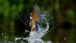 10 Most Beautiful Birds on Planet Earth