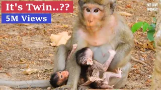 Breaking Heart Need Urgent Help Abandoned Baby Calvin Very Weak,Casi Reject Milk Baby Monkey Calvin