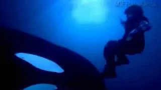 ORCA KEIKO - FREE WILLY