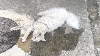 A stray cat lying motionless on the ground changed dramatically a few months after being rescued