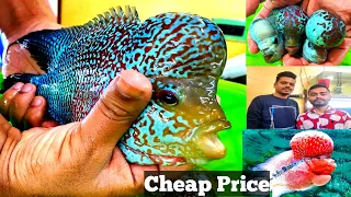 Thailand Imported Flower Horn Fish Price | Flower Horn | India