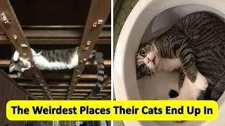 Cat Owners Share The Weirdest Places Their Cats End Up In