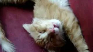 Thor the kitten is sleeping with his mouth open