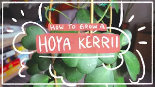 Hoya kerrii | How to care for this sweet heart houseplant