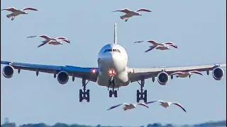 CLOSE UP Takeoffs and Landings | Sydney Airport Plane Spotting