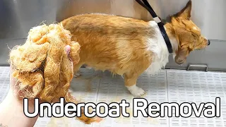 Corgi Undercoat Removal