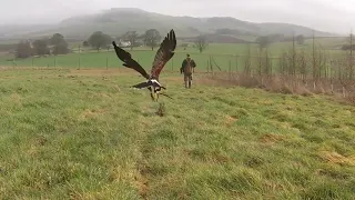 Falconry. Harris Hawk training on a misty afternoon.