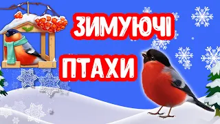 Зимуючі ПТАХИ: Снігурі, Синички, Горобчики, Дятли, Сойки, Омелюхи, Щиглики