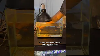 Setting up a 2 GALLON goldfish tank