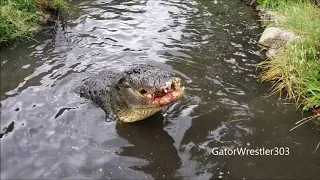 Morris the gator eating a giant carp