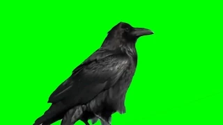 Real Raven Green & Blue Screen Effect