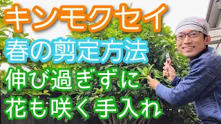 【キンモクセイの剪定～春編】暴れない&小さくなる&花も楽しめる手入れのコツ(2024年4月)🌳3️⃣