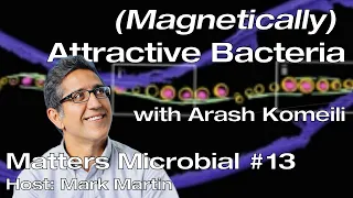 Matters Microbial #13: (Magnetically) attractive bacteria with Arash Komeili