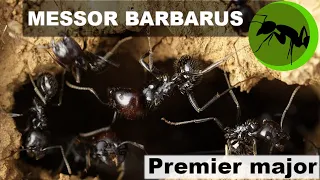 Messor barbarus: Premier major!!