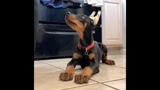 Smart Doberman Puppy at 9 Weeks Old!